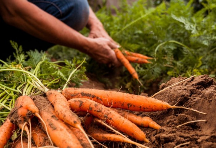 Ahal’s Farmers Harvest Crops From Over Three Thousand Hectare Land Ahal’s Farmers Harvest Crops From Over Three Thousand Hectare Land