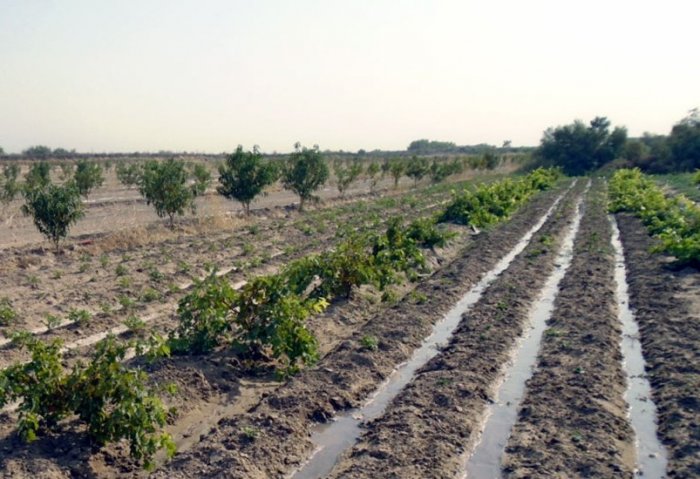 Kärendeçi Garagumyň çägeli topragynda miwe agaçlaryny oturtdy Kärendeçi Garagumyň çägeli topragynda miwe agaçlaryny oturtdy