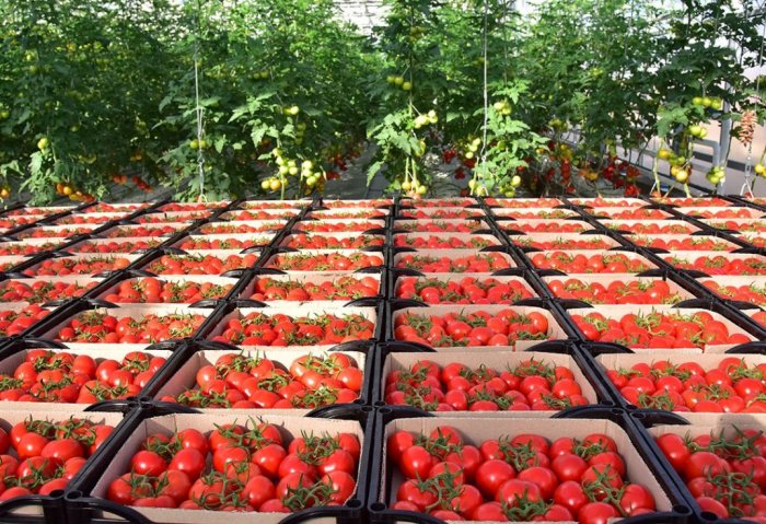 Ahmet Haýdar Enterprise Expects to Harvest 750 Tons of Tomatoes