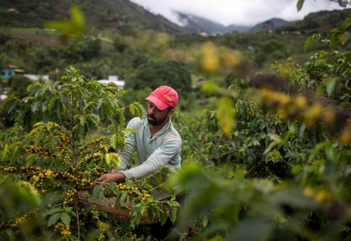 Coffee Prices Surge as Freezing Temperatures Damage Brazil’s Crops Coffee Prices Surge as Freezing Temperatures Damage Brazil’s Crops