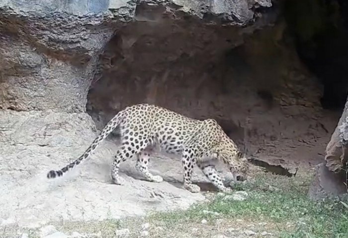Russia Discusses Wild Leopard Relocation With Turkmenistan Russia Discusses Wild Leopard Relocation With Turkmenistan