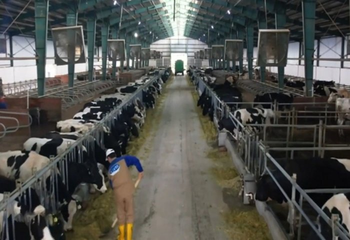 Süýtli ýaýla Farm’s Herd Exceeds 1,600 Head of Livestock Süýtli ýaýla Farm’s Herd Exceeds 1,600 Head of Livestock