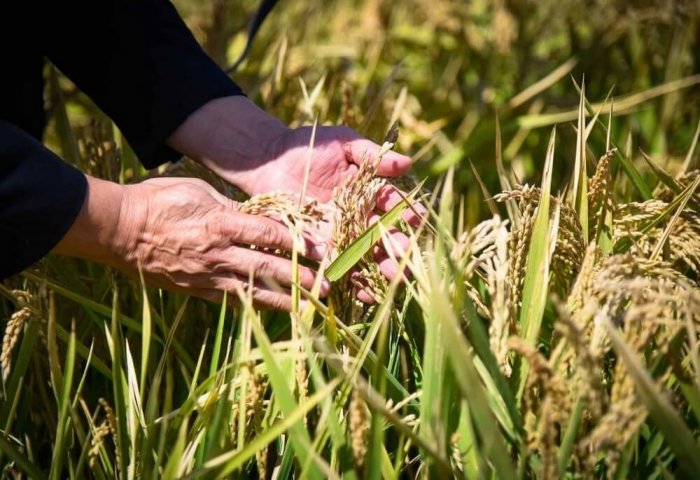 Daşoguz vilayetindeki pirinç temizleme işletmesi, çiftçiler için tohum hazırlamaya başladı