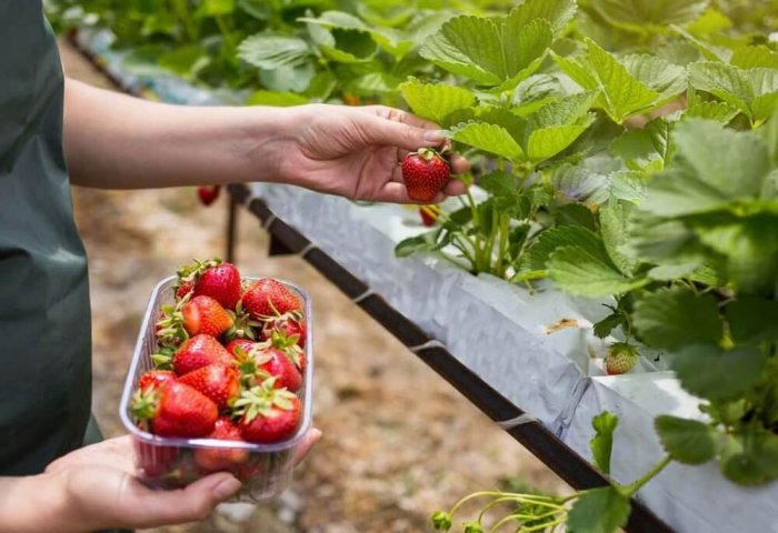 Turkmen Businessman Produces About 1 Ton of Strawberries Daily Turkmen Businessman Produces About 1 Ton of Strawberries Daily