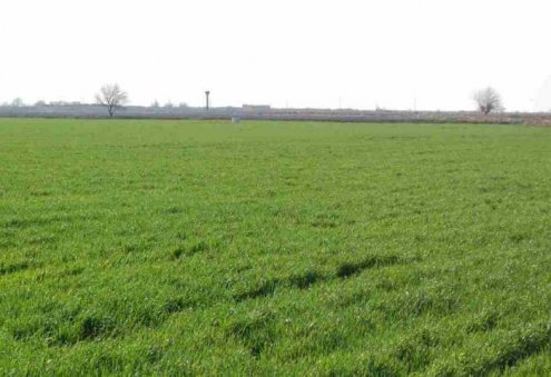 Türkmenistanda şahsy adamlara, guramalara we edaralara ýer bermegiň tertibi nähili?