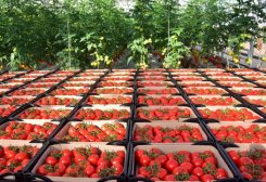 First Shipment of Turkmen Tomatoes Delivered to Chechen Republic