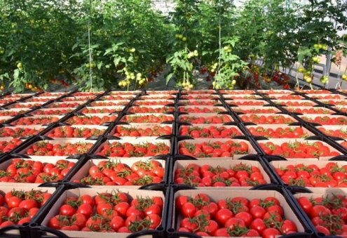 First Shipment of Turkmen Tomatoes Delivered to Chechen Republic