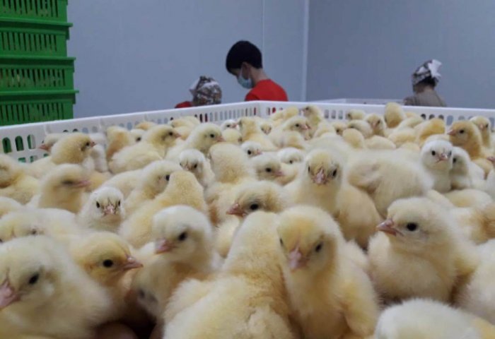 Turkmen Private Producer Starts Supplying Broiler Chickens to Local Farms Turkmen Private Producer Starts Supplying Broiler Chickens to Local Farms
