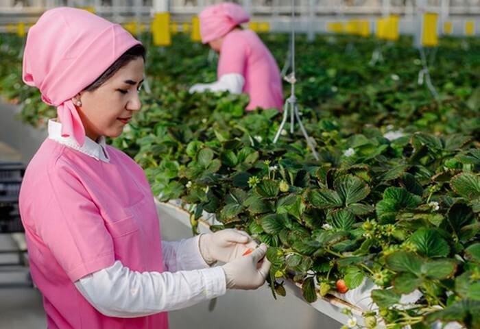 ÝTÖB we ÝB “Tudana” haryt nyşanly ýertudana önümçiligine goldaw berdi ÝTÖB we ÝB “Tudana” haryt nyşanly ýertudana önümçiligine goldaw berdi