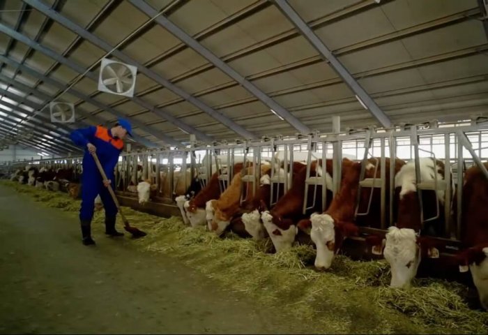 New Private Livestock Complex to Open in Turkmenistan’s Dashoguz Province