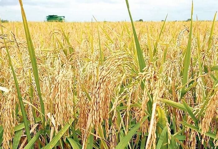 2023: Лебапские земледельцы собрали почти 50 тысяч тонн риса