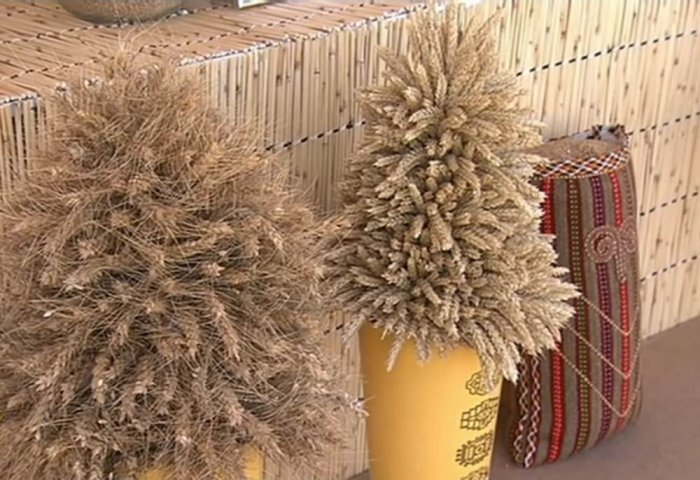 В Туркменистане выведены новые сорта пшеницы В Туркменистане выведены новые сорта пшеницы