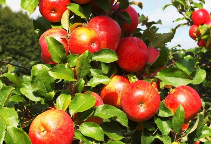 Ýunus Daýhan Grows 25000 Apple Trees on Amu Darya’s Bank