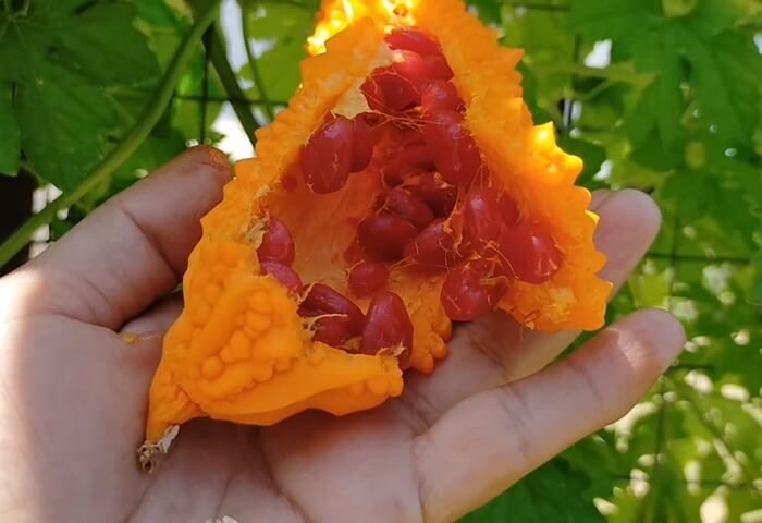 Туркменистан добился первых результатов в выращивании момордики Туркменистан добился первых результатов в выращивании момордики