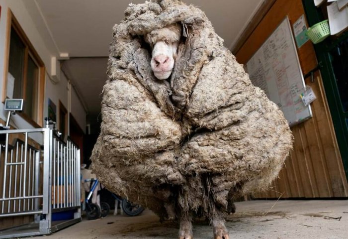 В Австралии спасли одичавшего барана с 35 килограммами шерсти