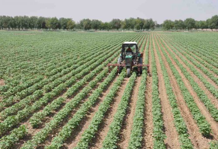 Turkmen Farmers to Gain from Agricultural Land Reforms