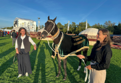 World Championship for Akhal-Teke Horses Concludes in the Netherlands