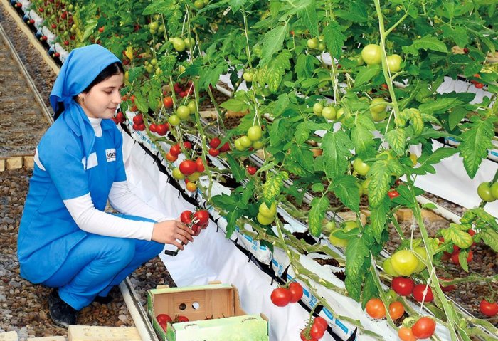 Yigit Effectively Manages 1000 Hectares of Agricultural Land Yigit Effectively Manages 1000 Hectares of Agricultural Land