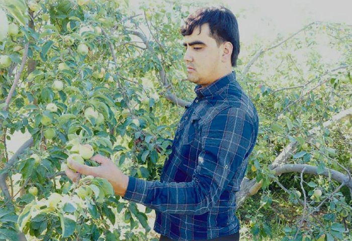 Erkin Miweçilik şirketinde günde 4-5 ton elma hasadı yapılıyor
