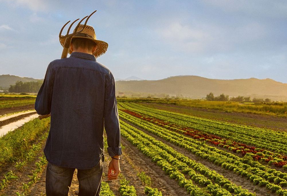 Central Asian Countries, FAO Discuss Pandemic’s Impact on Food Security ...